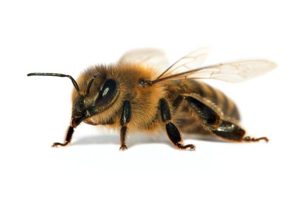 istock bee or honeybee or honey bee isolated on the white 1127165210