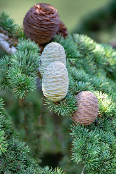 Himalayan cedar or deodar cedar tree with female and male cones, Christmas background Himalayan cedar or deodar cedar tree with female and male cones, Christmas background close up cedrus deodara stock pictures, royalty-free photos & images
