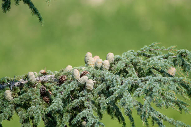 Himalayan cedar or deodar cedar tree with female and male cones, Christmas background copy space Himalayan cedar or deodar cedar tree with female and male cones, Christmas background close up copy space cedrus deodara stock pictures, royalty-free photos & images