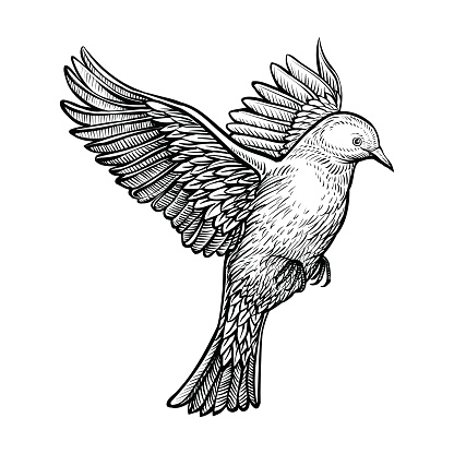 White dove isolated on white background. Black sketch of bird. Line hand drawn illustration.