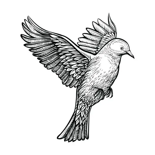 Vector illustration of Vector hand drawn flying pigeon.