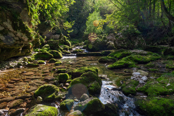 istock Beautiful mountain creek with evening sunlight illuminating trees and mossy stones 1127166609