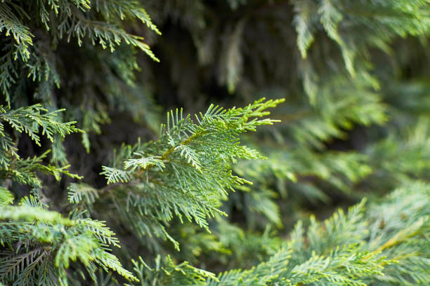 istock Branch of cypress tree closeup. Green background 1127166919
