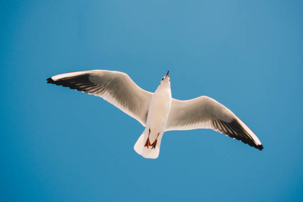 istock Pair of seagulls flying in blue a sky 1127168093