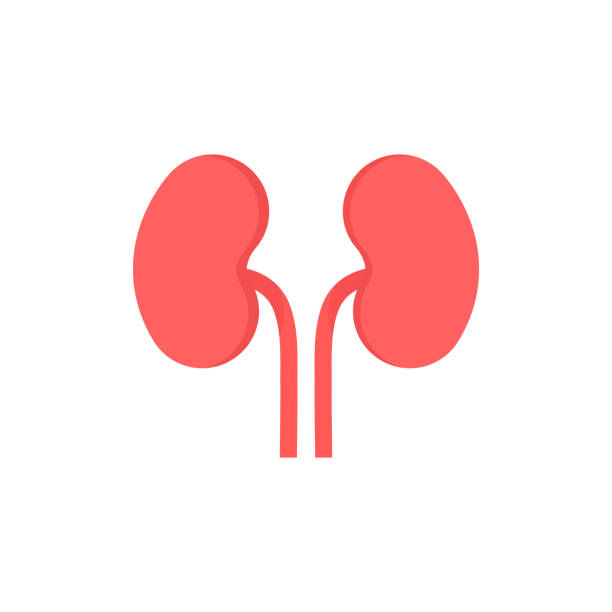 Kidney Vector Illustration isolated on white background Kidney Vector Illustration isolated on white background human kidney stock illustrations