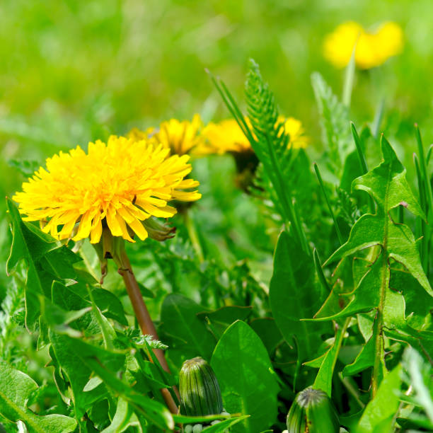 istock Yellow spring dandelions on a green meadow. 1127169356