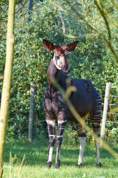 istock Portrait of an adult okapi, close up. 1127169421