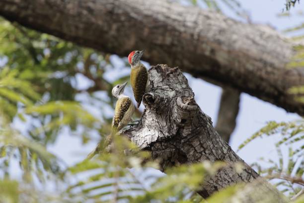 istock Pair of cardinal woodpeckers (Dendropicos fuscescens) 1127169507