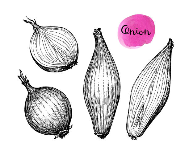 ilustraciones, imágenes clip art, dibujos animados e iconos de stock de dibujo tinta de cebolla. - onion