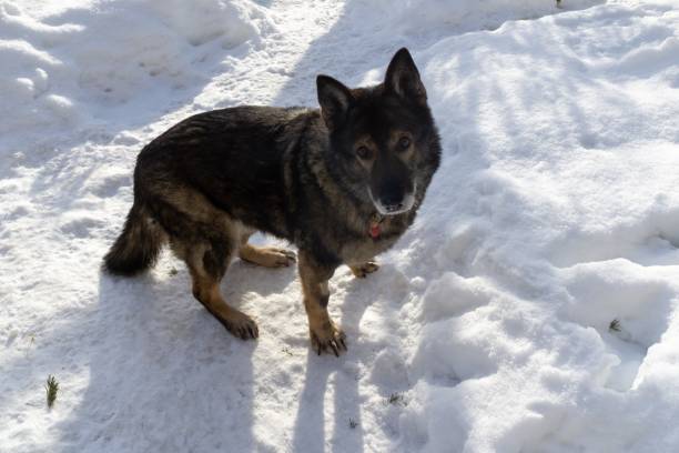 istock German Shepherd Dog enjoying the snow during winter. 1127170637