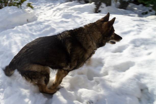istock German Shepherd Dog enjoying the snow during winter. 1127170652