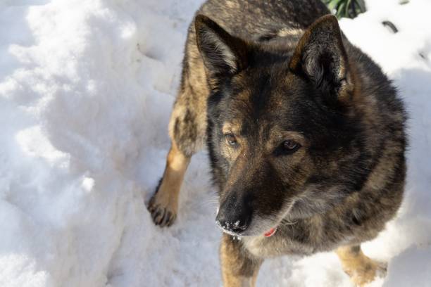 istock German Shepherd Dog enjoying the snow during winter. 1127170663