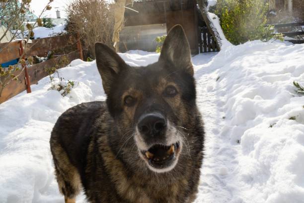 istock German Shepherd Dog enjoying the snow during winter. 1127170679