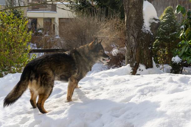 istock German Shepherd Dog enjoying the snow during winter. 1127170696