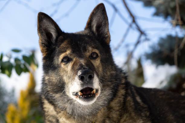 istock German Shepherd Dog enjoying the snow during winter. 1127170785