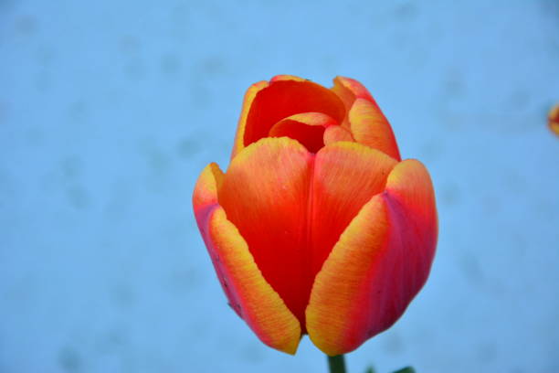 istock Tulip with soft background on sunny day 1127170914