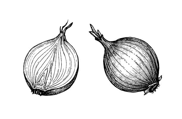 Ink sketch of onion. Ink sketch of onion isolated on white background. Hand drawn vector illustration. Retro style. onion stock illustrations
