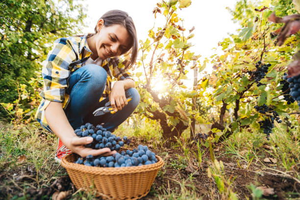 moissonneuse de raisin dans le vignoble - winemaking grape harvesting crop photos et images de collection