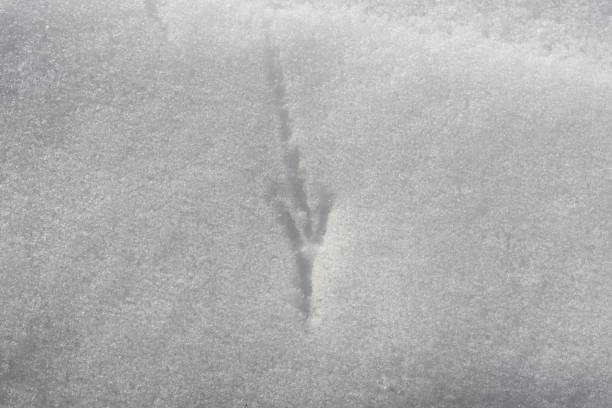 istock Bird footprint in the snow. 1127172223