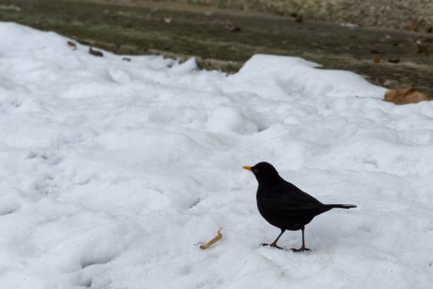 istock Blackbird in the snow during winter. 1127172238