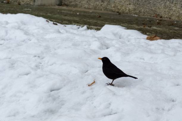 istock Blackbird in the snow during winter. 1127172239