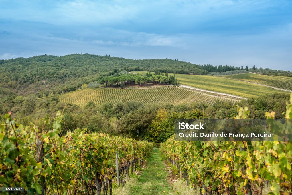 Italy - Roma - Siena Landscapes becoming an image. Agricultural Field Stock Photo