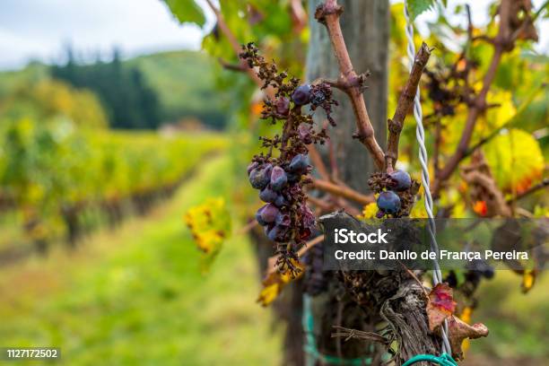 Italy Roma Siena Stock Photo - Download Image Now - Agriculture, Autumn, Branch - Plant Part