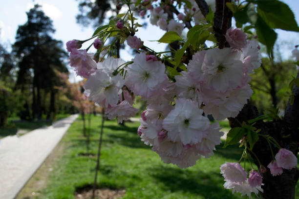istock White flowers of blooming sakura tree. 1127173376