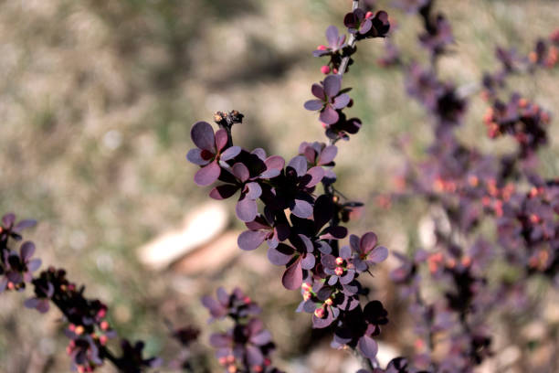istock Beautiful purple plant close up. 1127173724