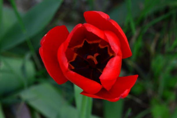 istock Capture of tulip on sunny day 1127173789