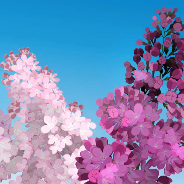 Vector illustration of Sweet Lilac on the blue-sky background.  Two branches with summer lilac flowers.
