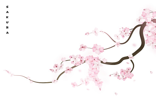 Realistic sakura japan cherry branch with blooming flowers. Vector illustration