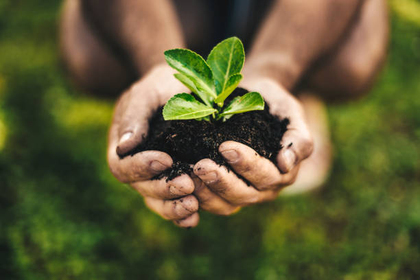 istock let's grow the plant 1127175148