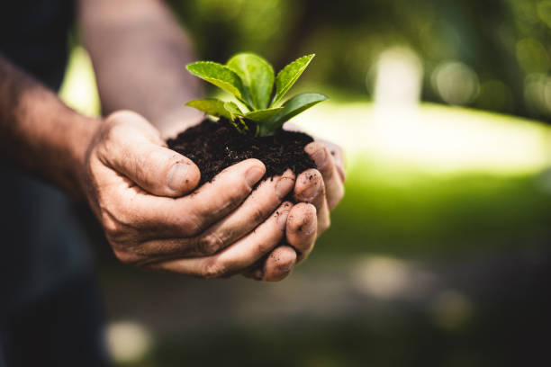 istock let's grow the plant 1127175190