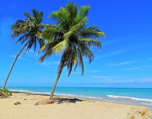 istock Vacation on the paradise beach in Brazil 1127175431