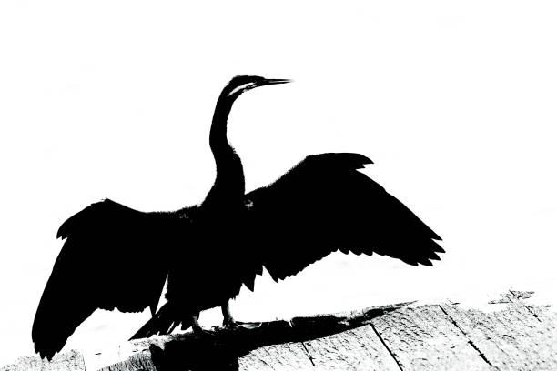Cormorant, black and white silhouette, white background with copy space