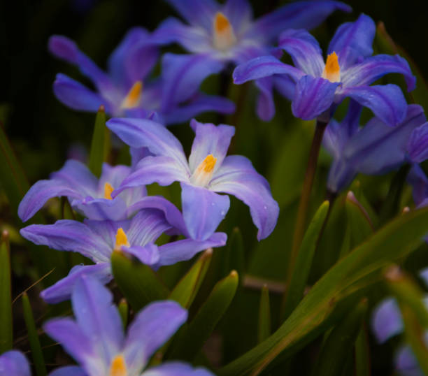 Flowers in the beginning of spring Flowers in the beginning of spring årstid stock pictures, royalty-free photos & images