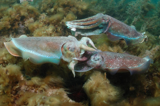 istock Giant Cuttlefish breeding aggregation site, Point Lowly, Whyalla, South Australia 1127176782