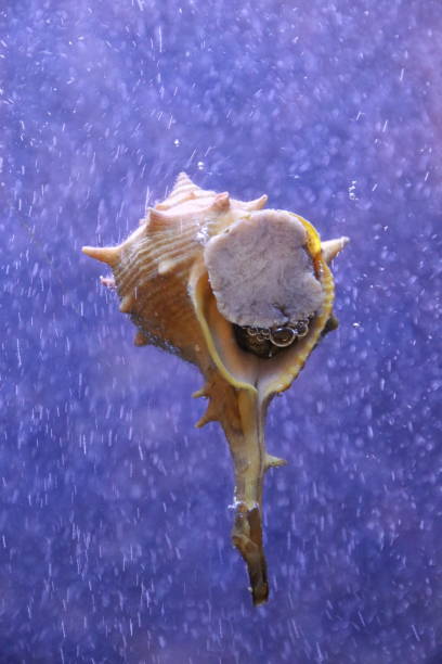 bolinus brandaris - sea snail - fotografias e filmes do acervo