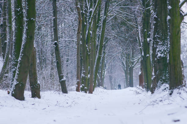 istock Winter forest road covered with snow between trees with man silhouette 1127180123