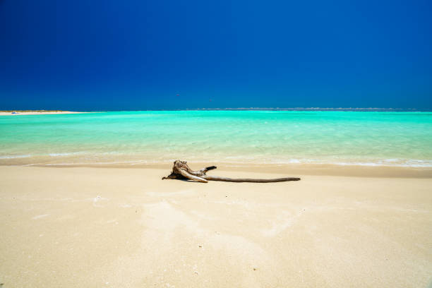 branch and turquoise water on the beach of sandy bay, cape range, western australia