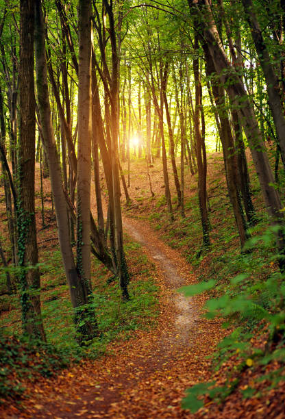 istock Colorful trail path in green deciduous forest in sunlight at sunset, woods landscape 1127180969