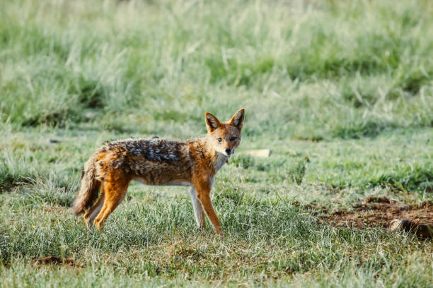 South African Black-backed jackal stock photo