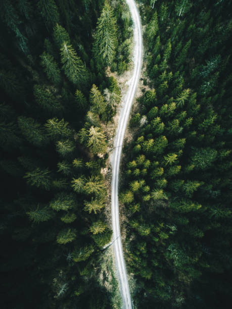 istock forest aerial view in switzerland 1127183001