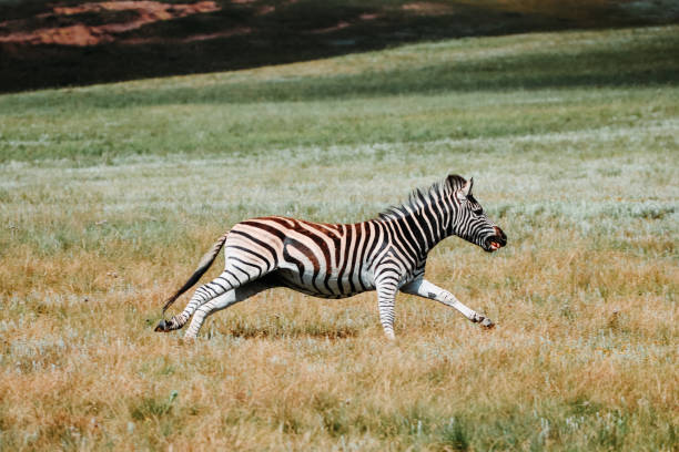 Burchell's zebra stock photo