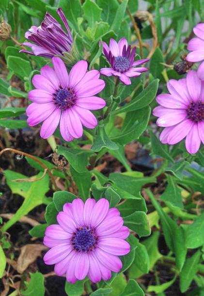istock Lilac Cape Marguerite Daisies 1127186254