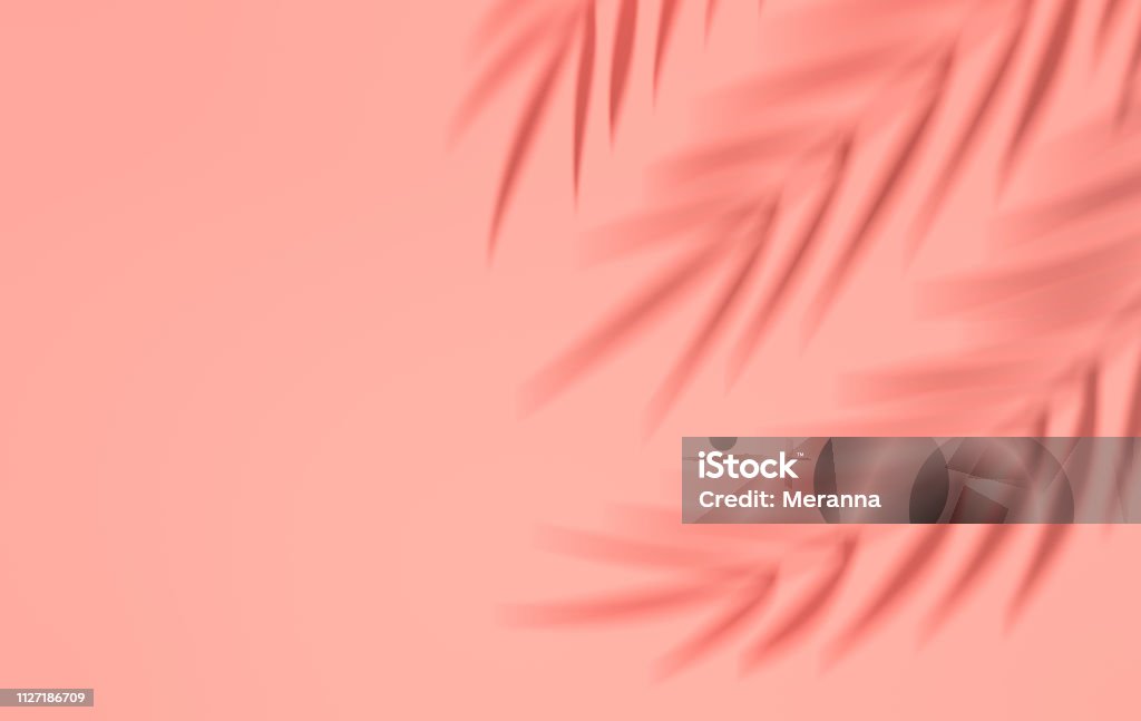 Shadow of tropical palm leaves on the wall. Summer tropical leaf. Exotic hawaiian jungle foliage, summertime background. Minimal style. 3d render Shadow Stock Photo