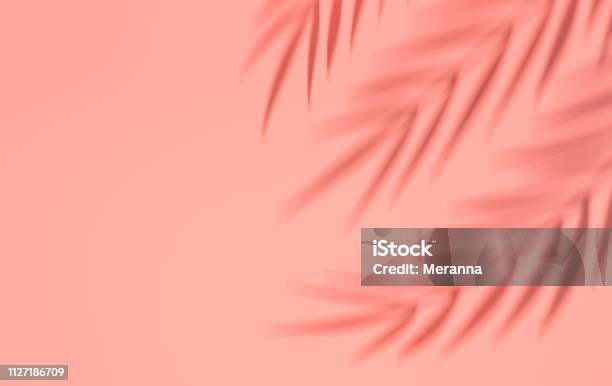 Shadow Of Tropical Palm Leaves On The Wall Summer Tropical Leaf Exotic Hawaiian Jungle Foliage Summertime Background Minimal Style 3d Render Stock Photo - Download Image Now