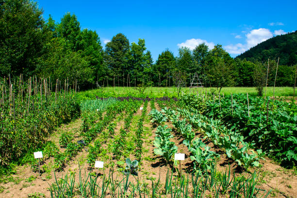 divers jardin potager - vegetable garden vegetable gardening farm photos et images de collection