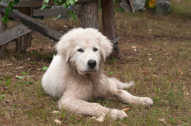 istock Puppy of a white color 1127189529